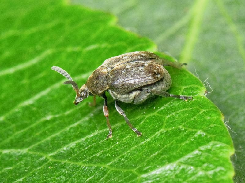 Bruchus atomarius (Linnaeus, 1761)